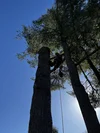 Maximum Tree Service LLC photo 9
