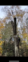 Maximum Tree Service LLC photo 8