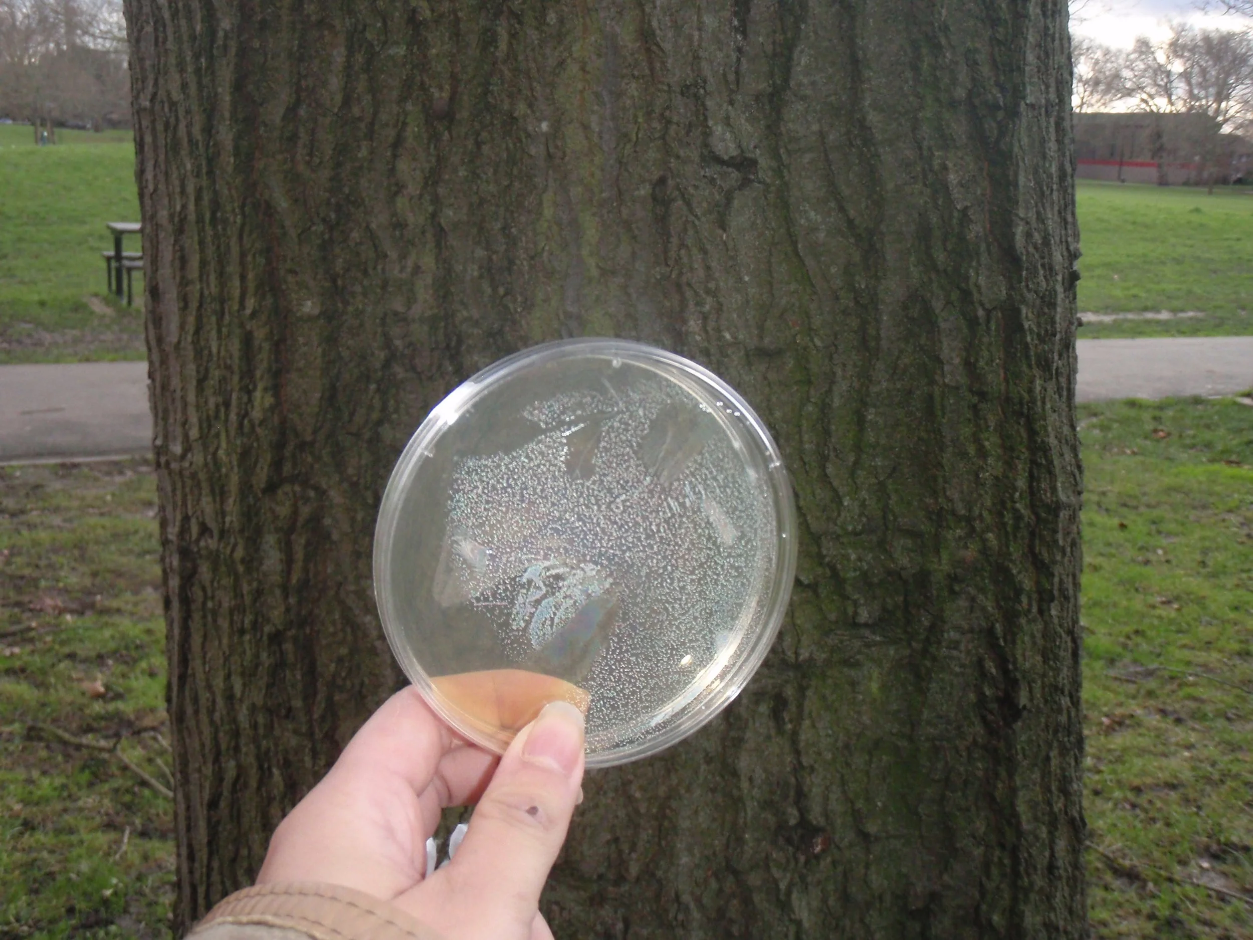 Microbe Sampling Lab