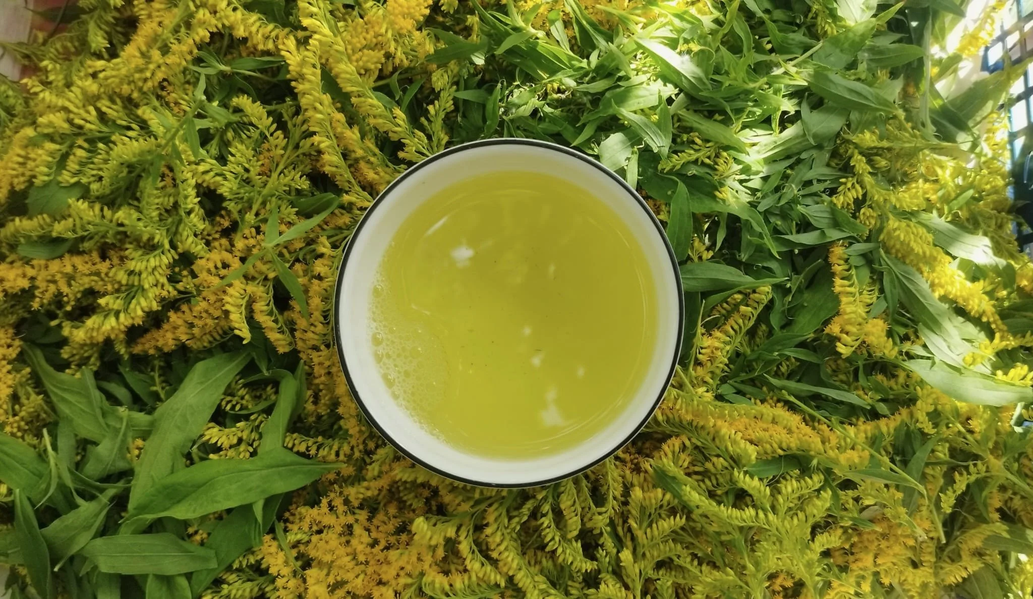 Plant Bodies in our Bodies
