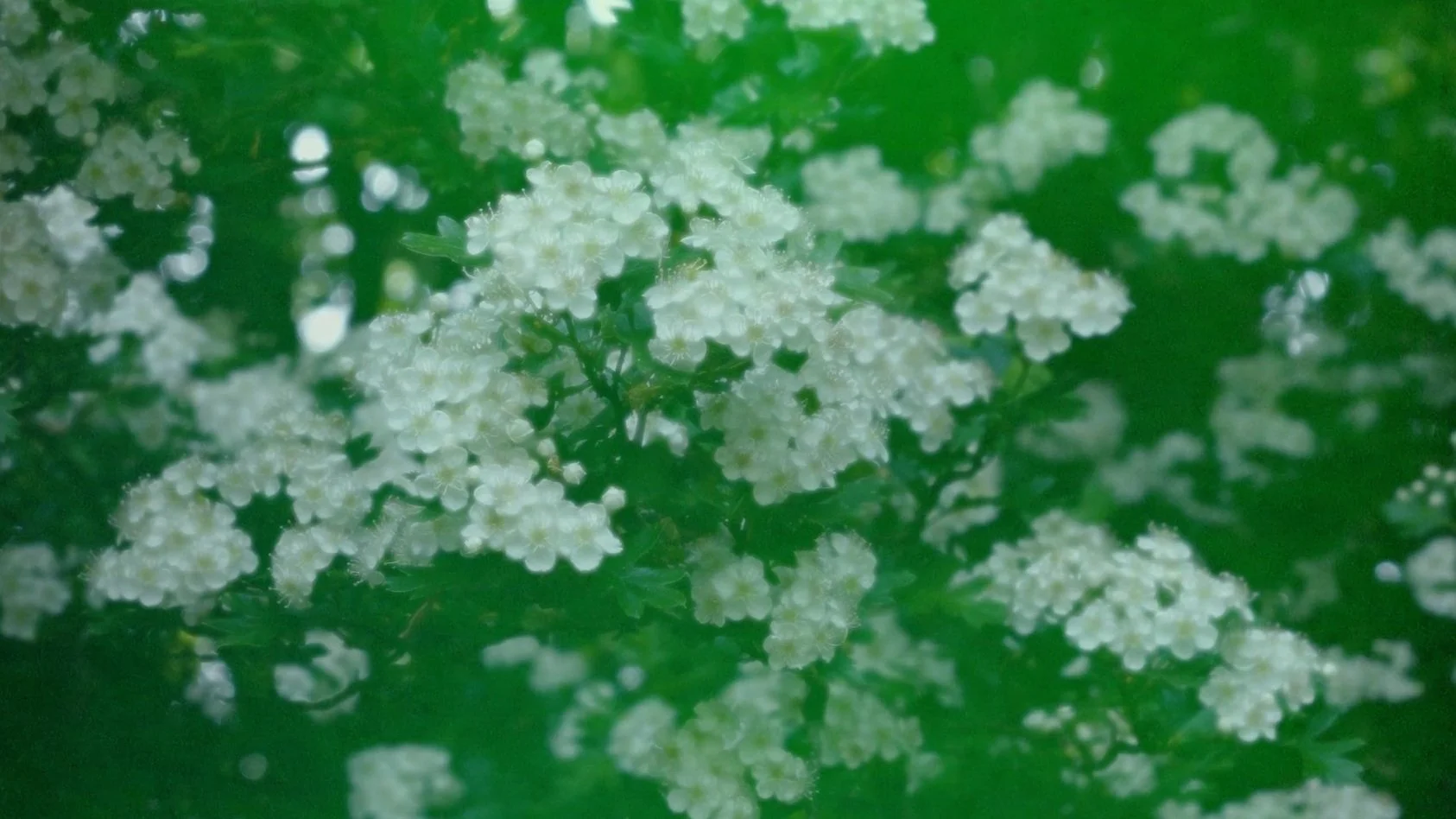 UN(EARTHING) - PLANTKNOWLEDGE AND DREAMS