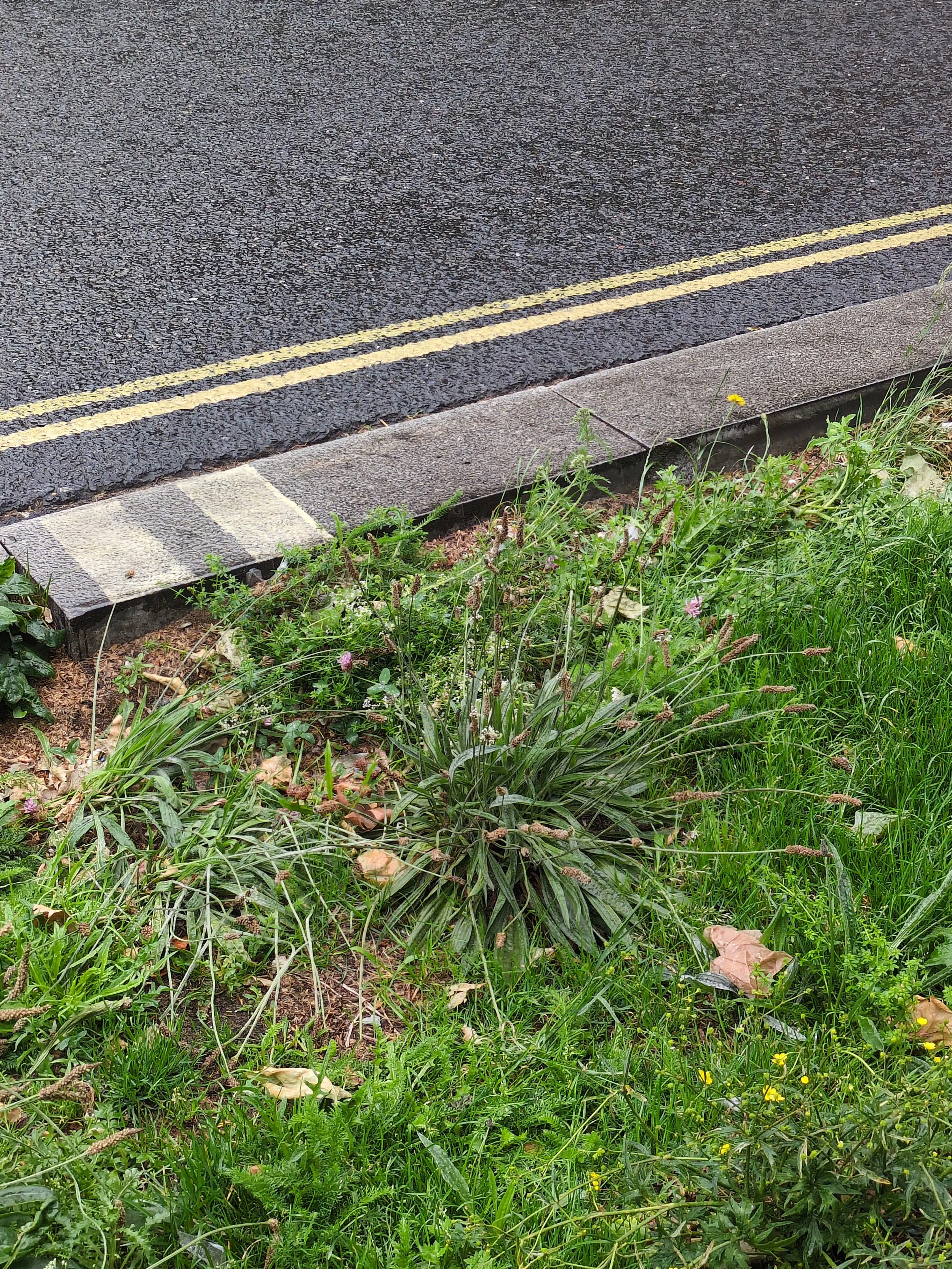Foraging Walk