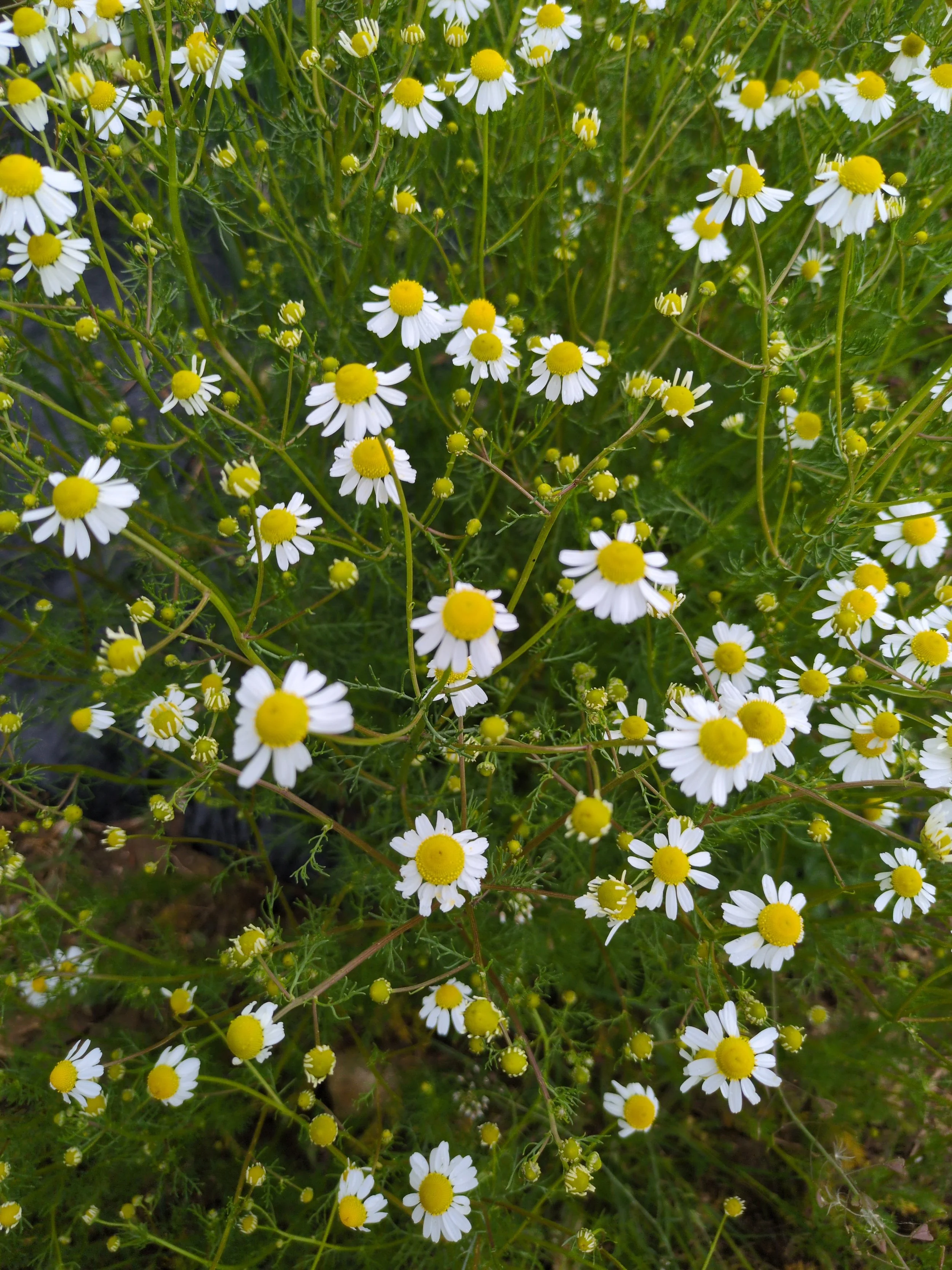 “Nature” Connection Walk