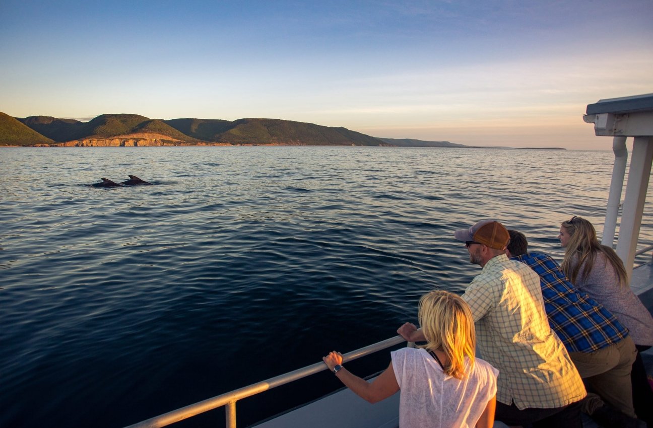Whale Watching Options