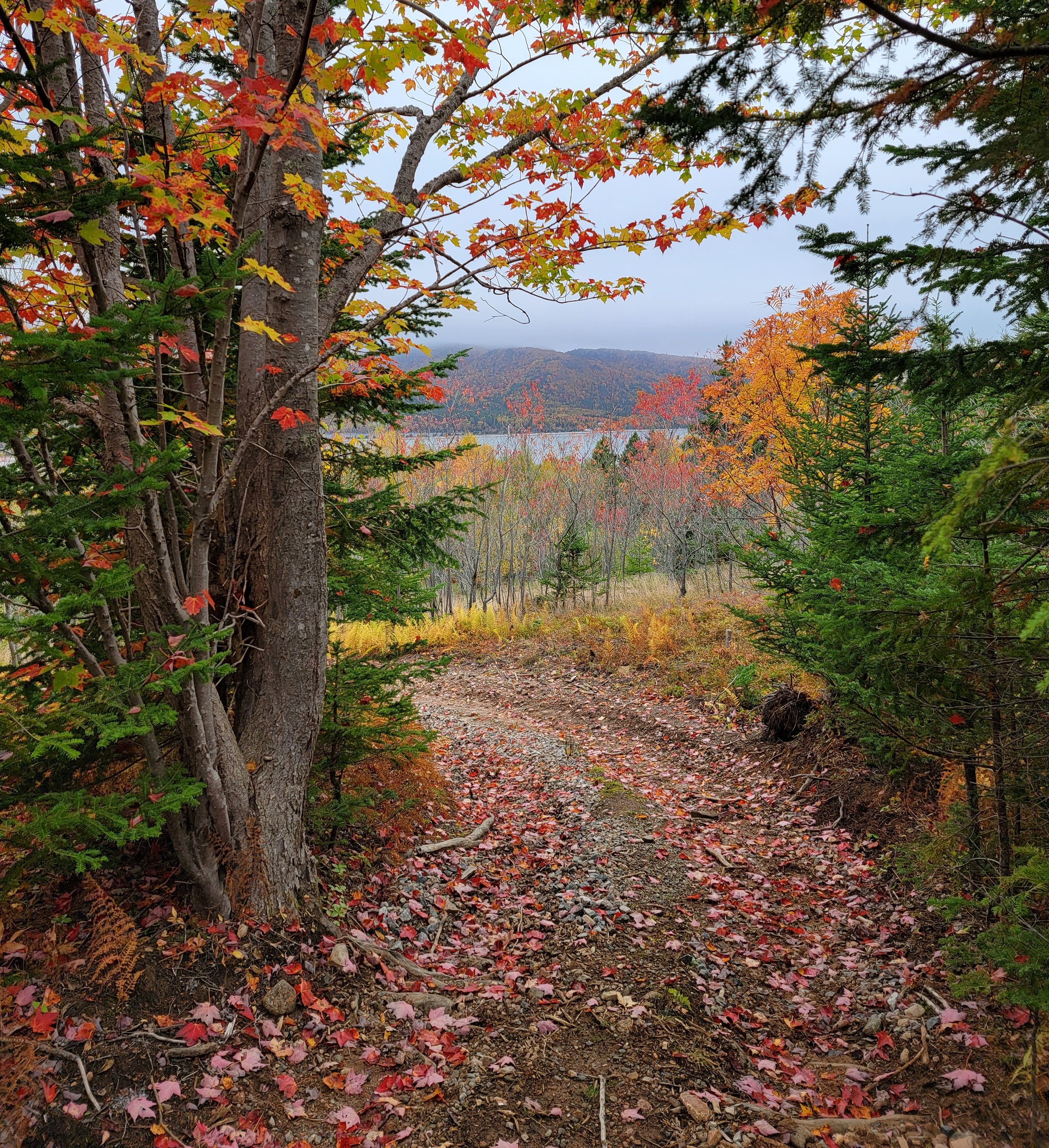 Sally’s Brook Trails