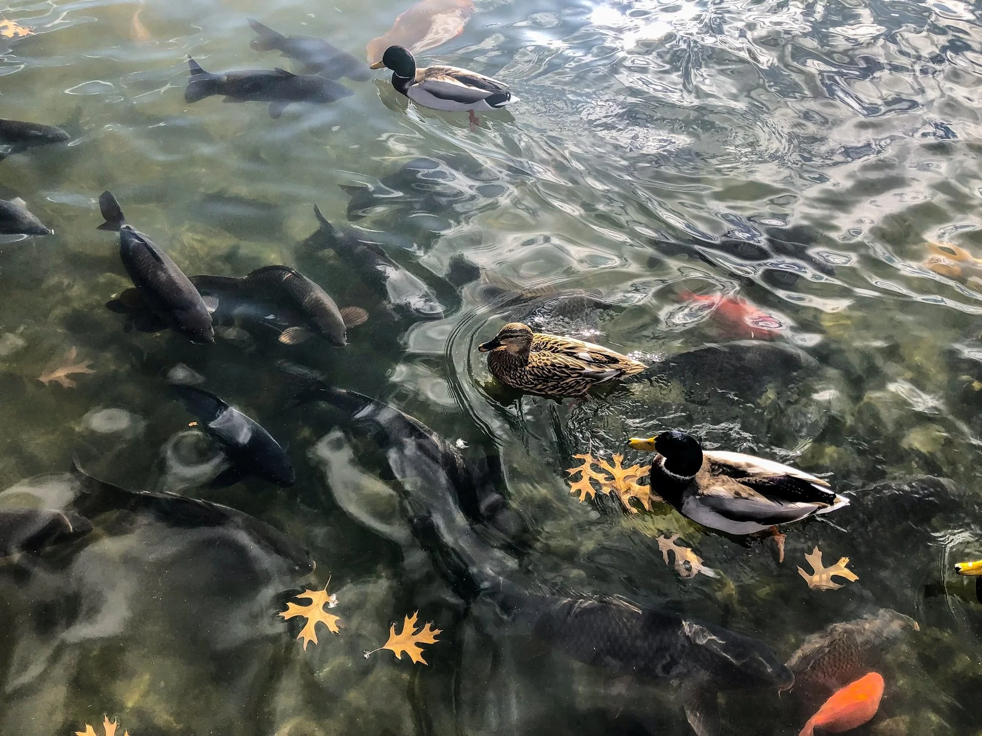 Brenda Walters
Duck Pond