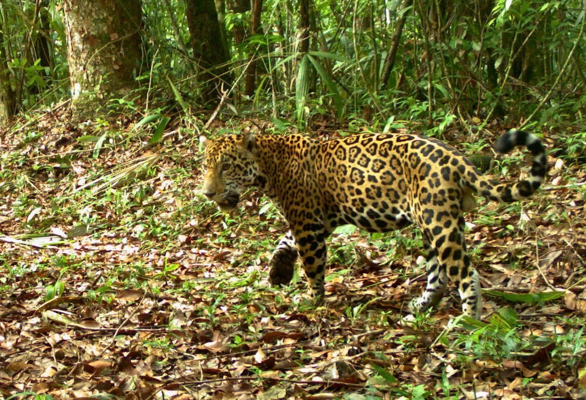 A jaguar caught on camera trap. 
