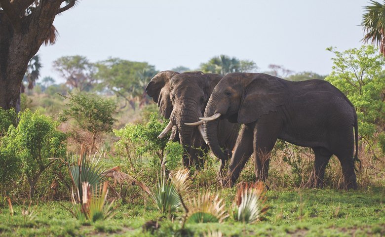  African elephants, like these in&nbsp; Murchison Falls National Park, Uganda , are safer thanks to EarthRanger, which is a critical part of our Global Park Defense program there. 