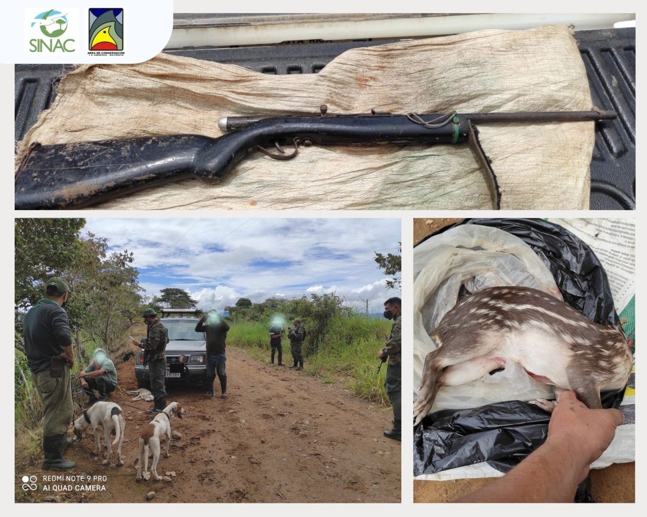 Hunting dogs, firearms, and bushmeat confiscated from poachers in PILA.