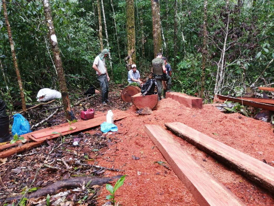 An illegal logging operation stopped by PILA rangers.