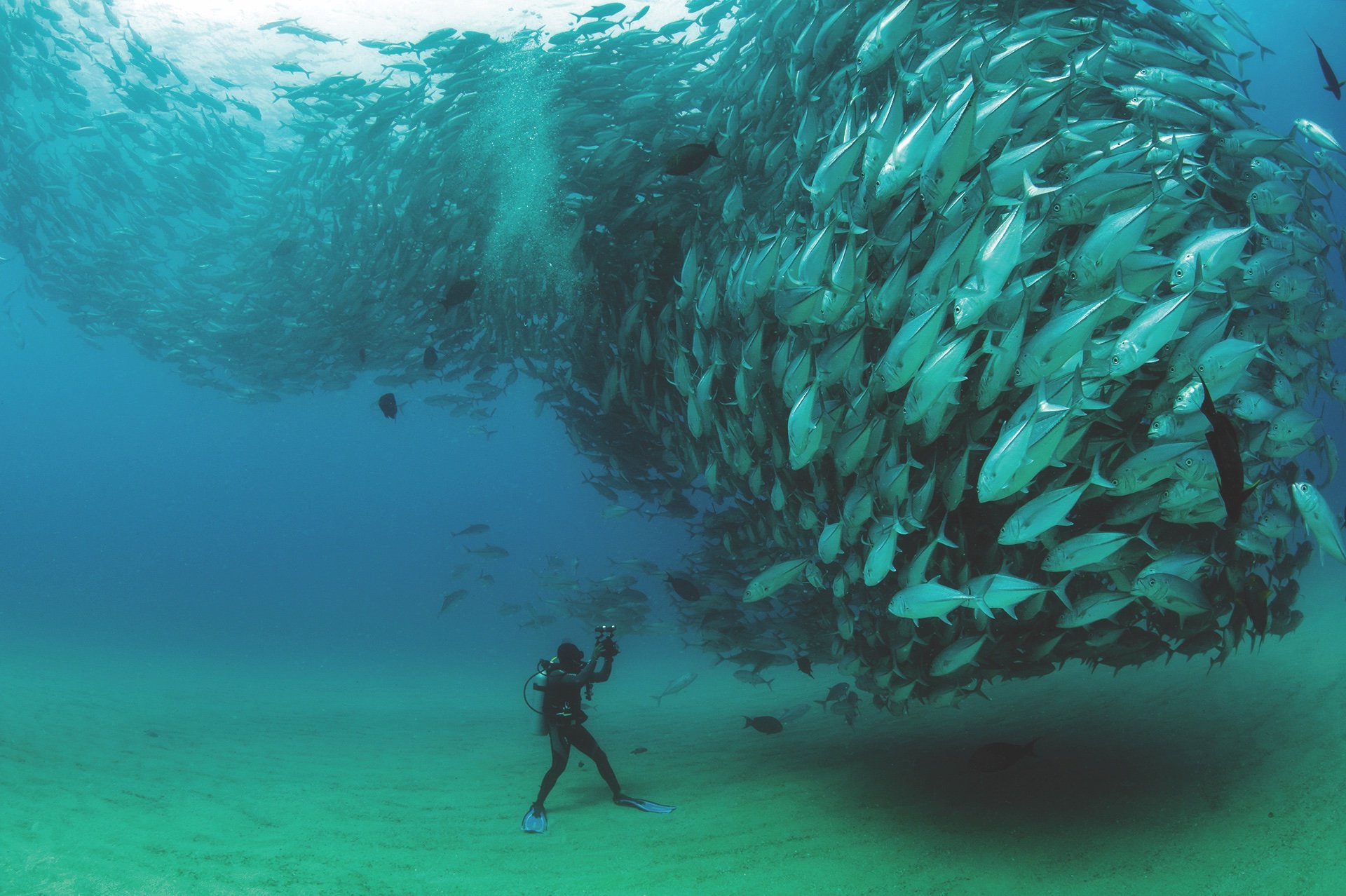 Scientist, photographer and National Geographic Explorer Octavio Aburto photographs one of Cabo Pulmo's legendary fish tornadoes.