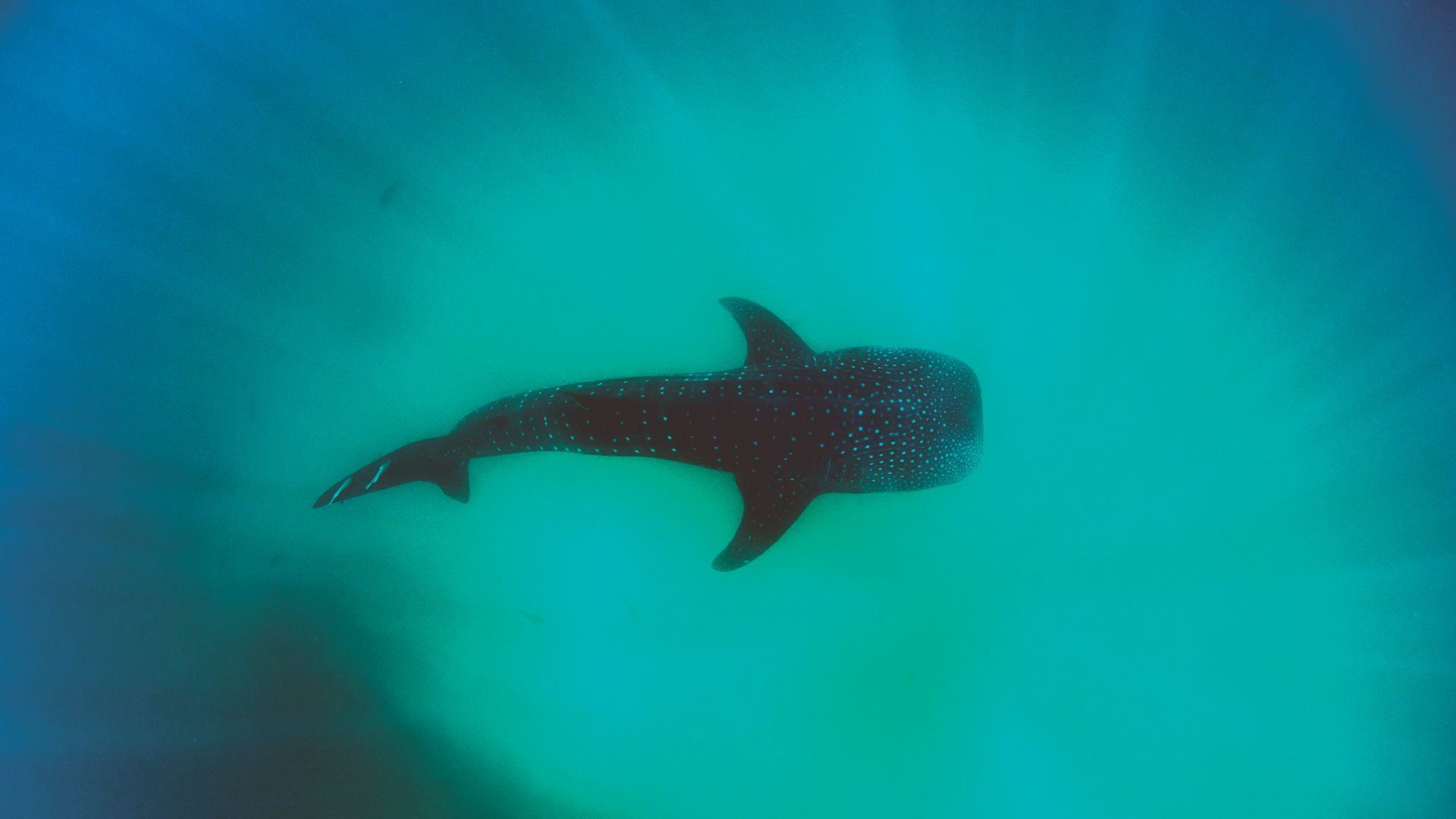 Whale sharks can live over a century if not killed by poachers.