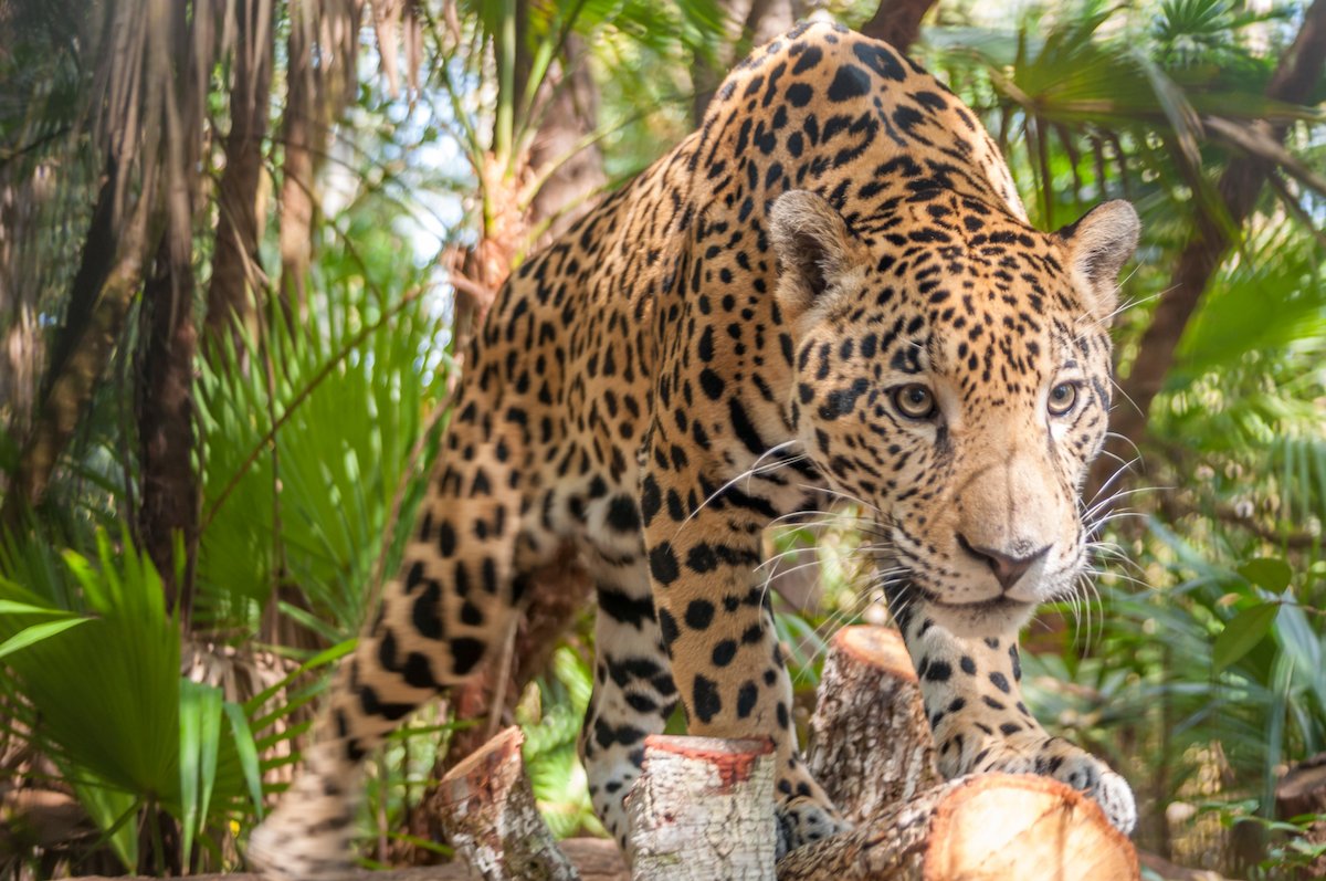 Jaguars are in decline across their range, and the Selva Maya is one of their last strongholds.