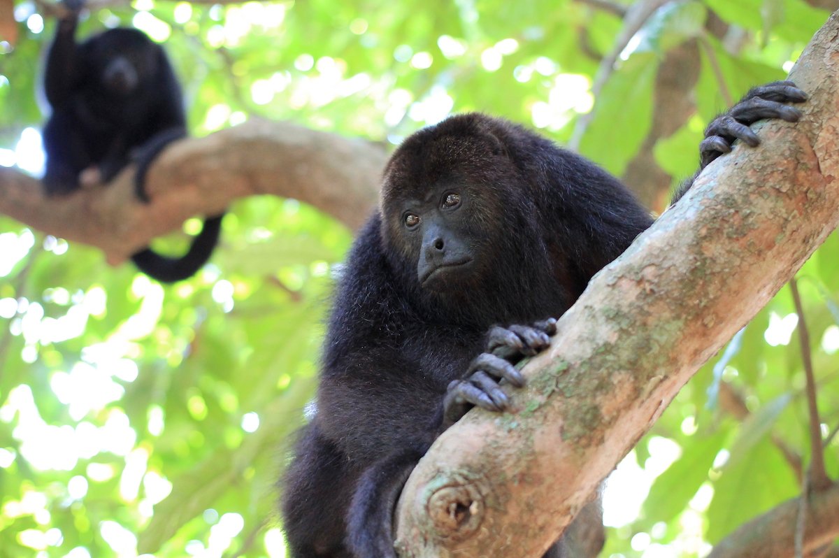 The endangered Yucatán black howler monkey (Alouatta pigra).