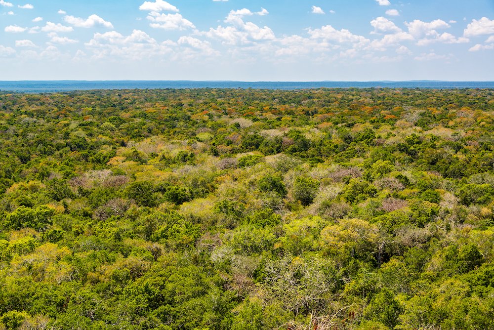 The Selva Maya stores massive amounts of carbon.