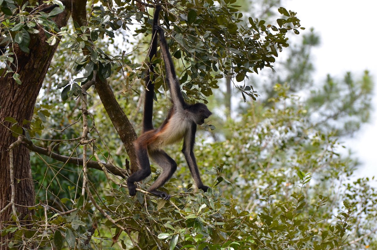 The endangered Geoffroy's spider monkey (Ateles geoffroyi).