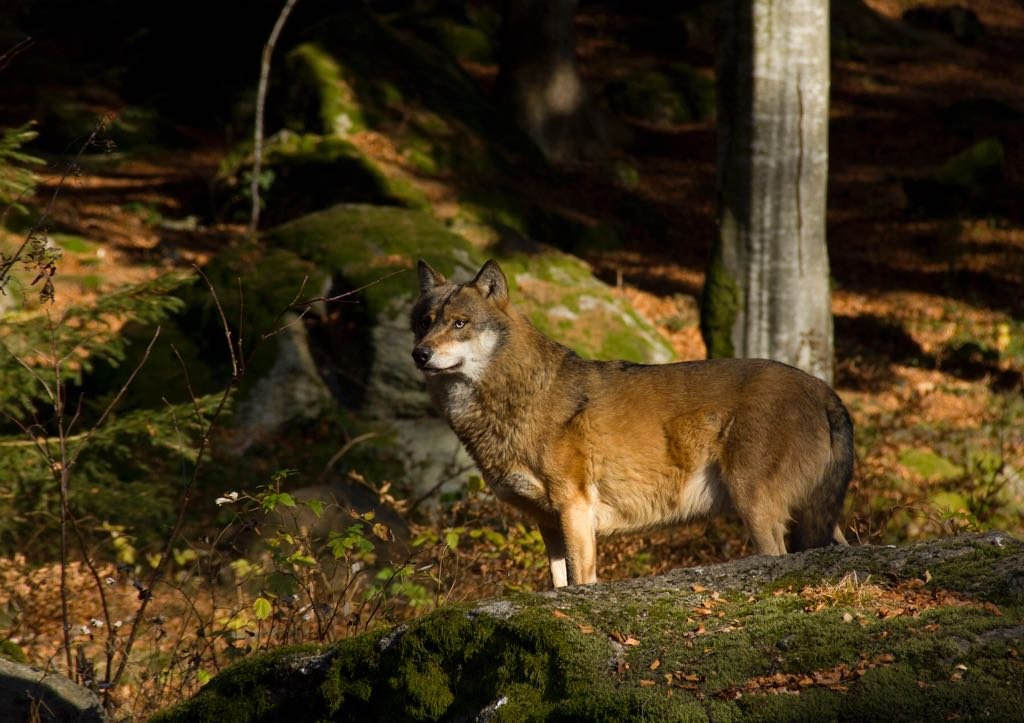 The Carpathians boast a large population of wolves, a top predator that is crucial for healthy ecosystem functioning.