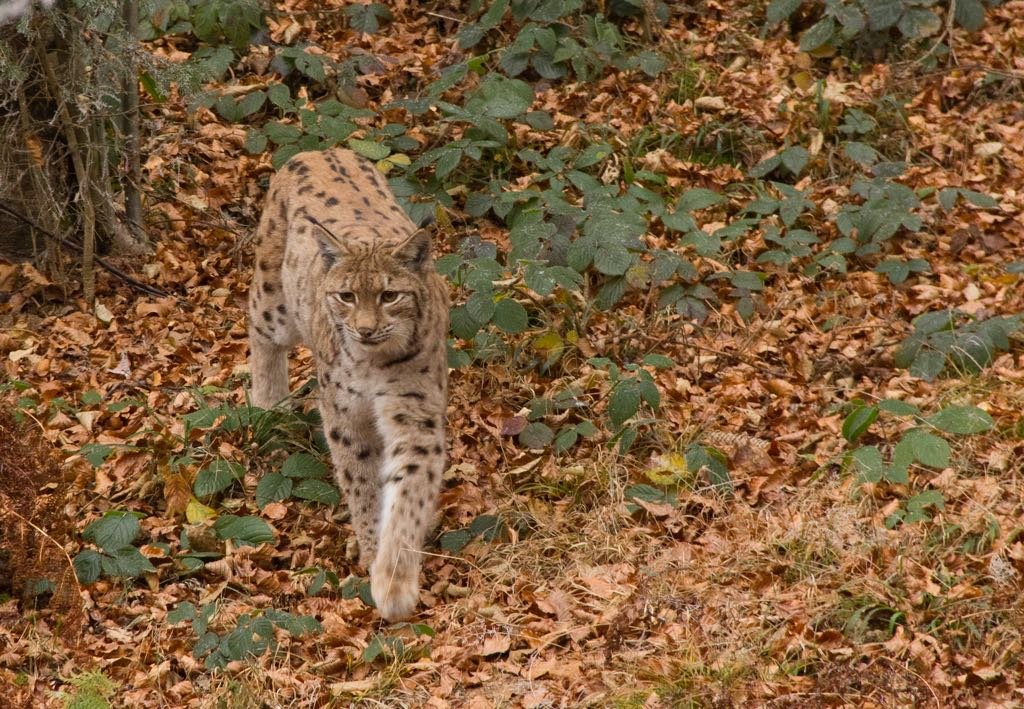 Eurasian lynxes are another important predator in the Carpathians.