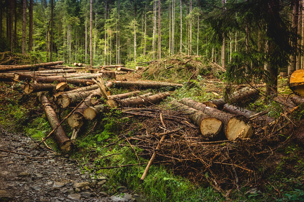 Logging is one of the greatest threats to forests in the Carpathian Mountains.