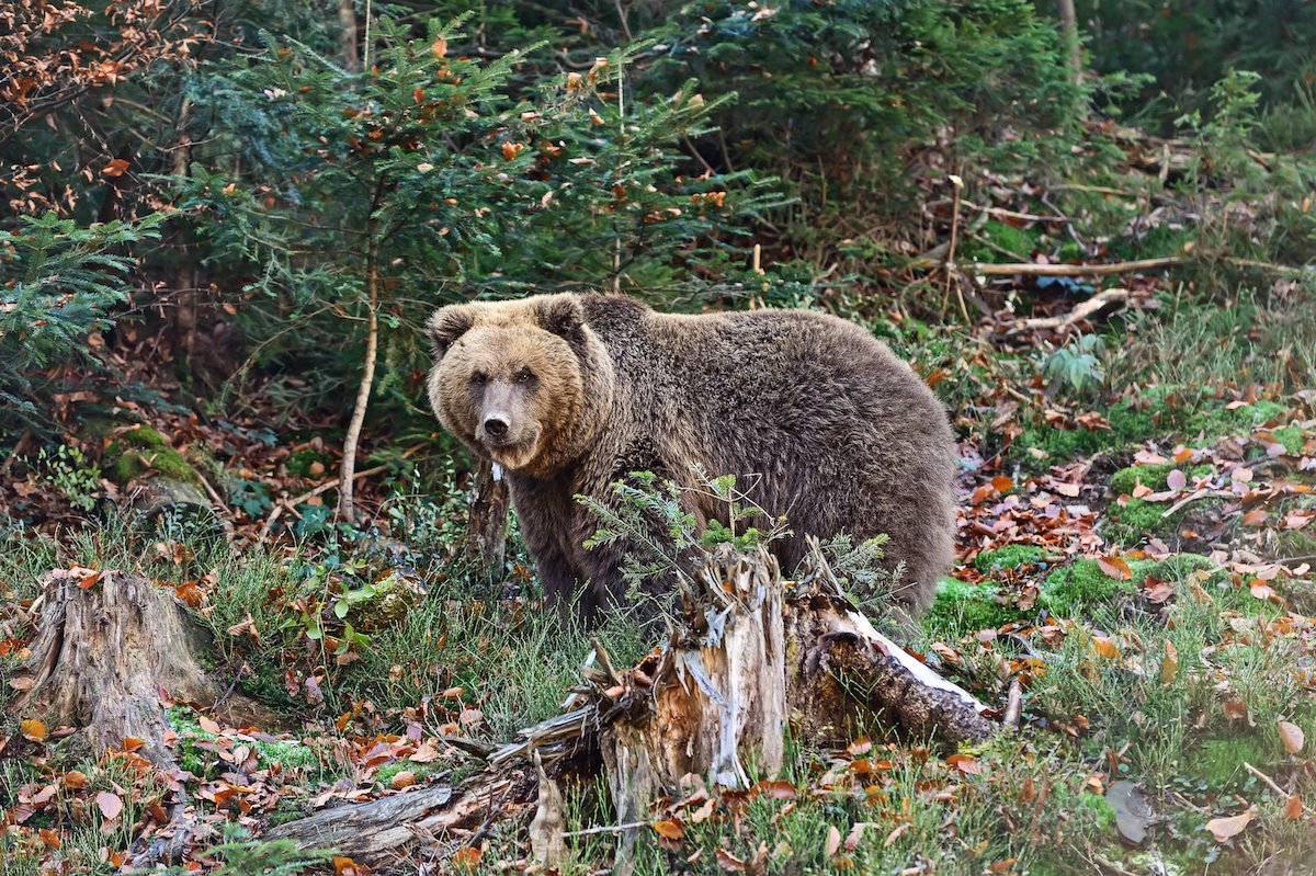 The Carpathians have the largest brown bear population in the world.