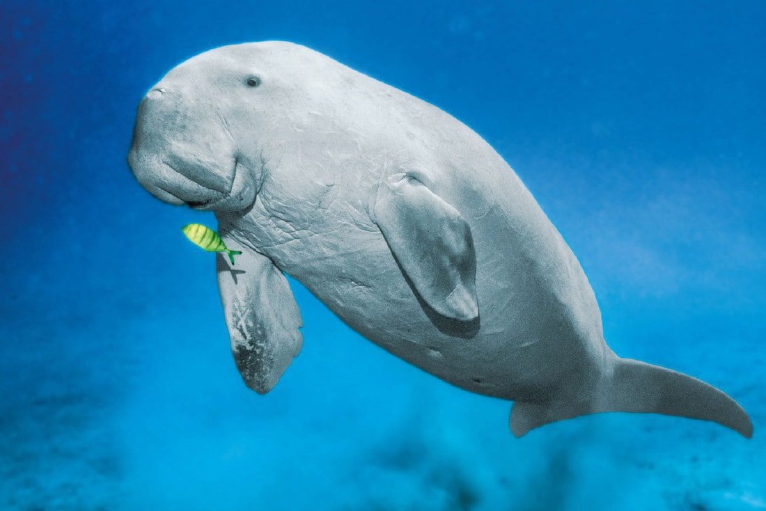 Palau is one of the last refuges of the threatened dugong.
