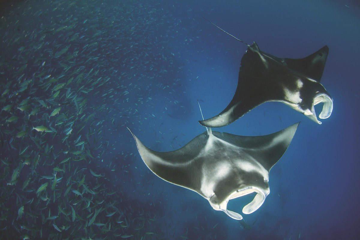 Manta rays are filter feeders and survive mostly on zooplankton.