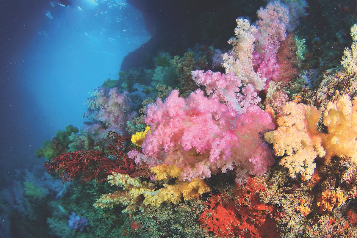 Palau's colorful reefs.