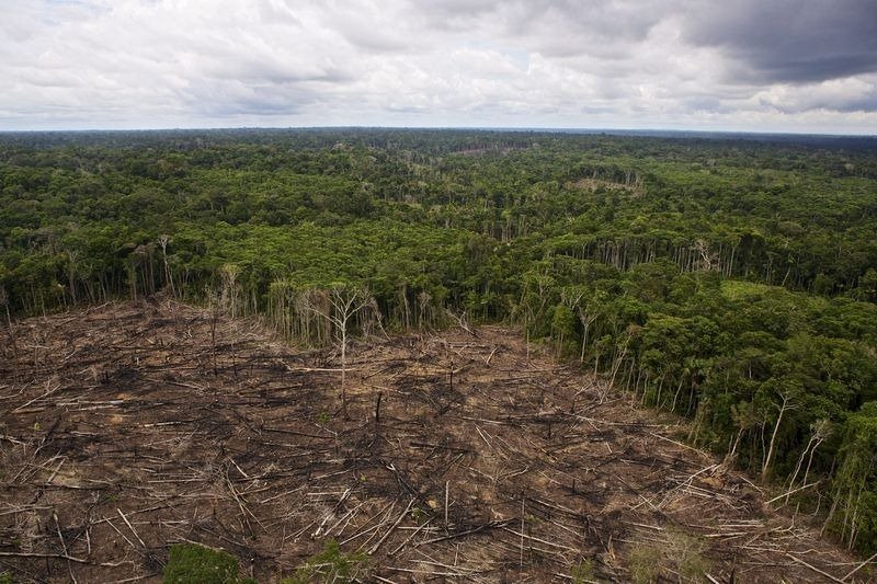 A patch of illegally clear-cut forest in Sierra del Divisor.