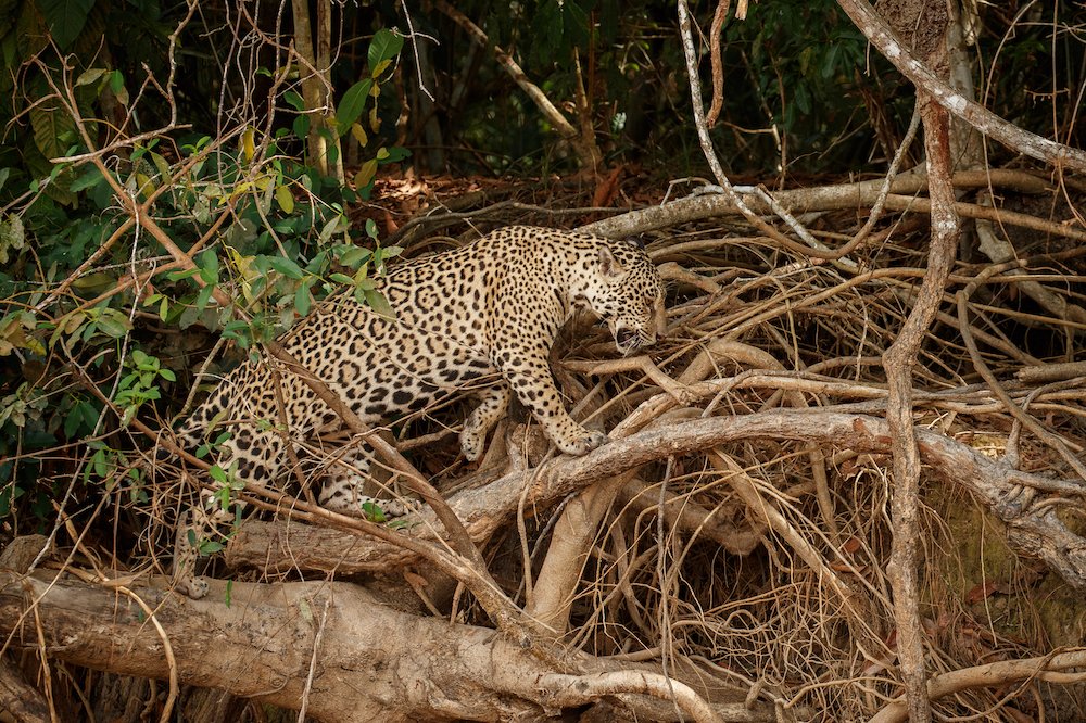 Jaguars require 50-75 sq. km of continuous habitat to survive.