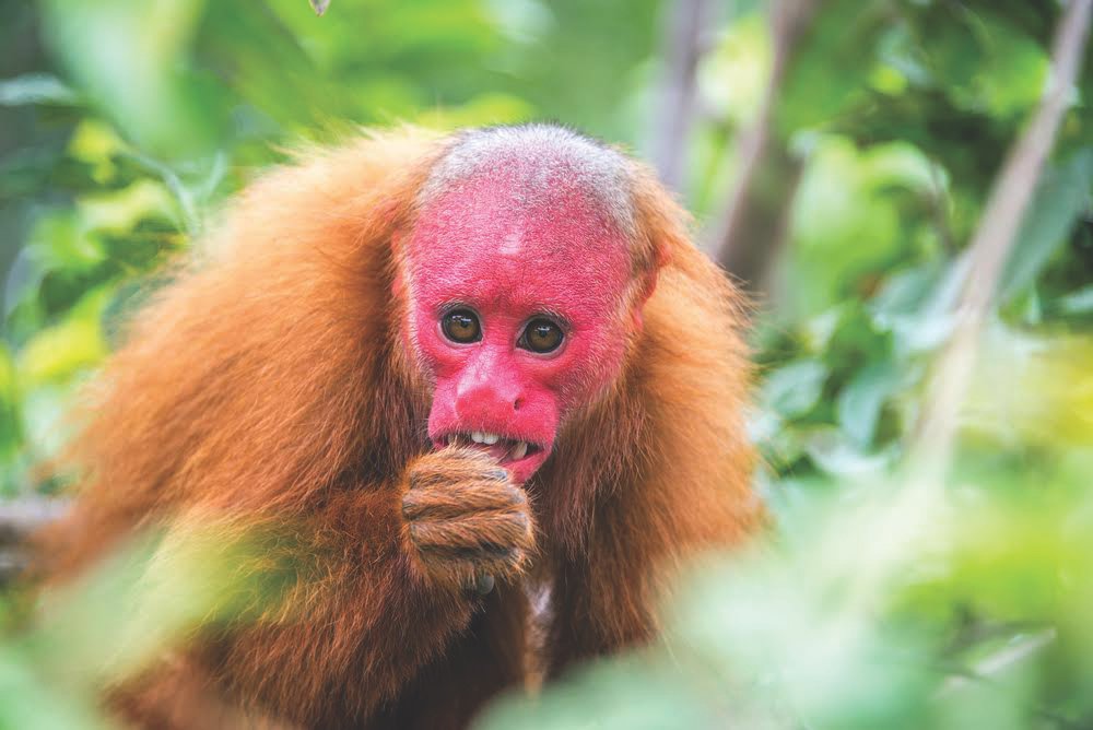 The uakari, or red-faced monkey, is one of Sierra del Divisor's many fascinating species. This monkey is considered Vulnerable to Extinction by the IUCN Red List.