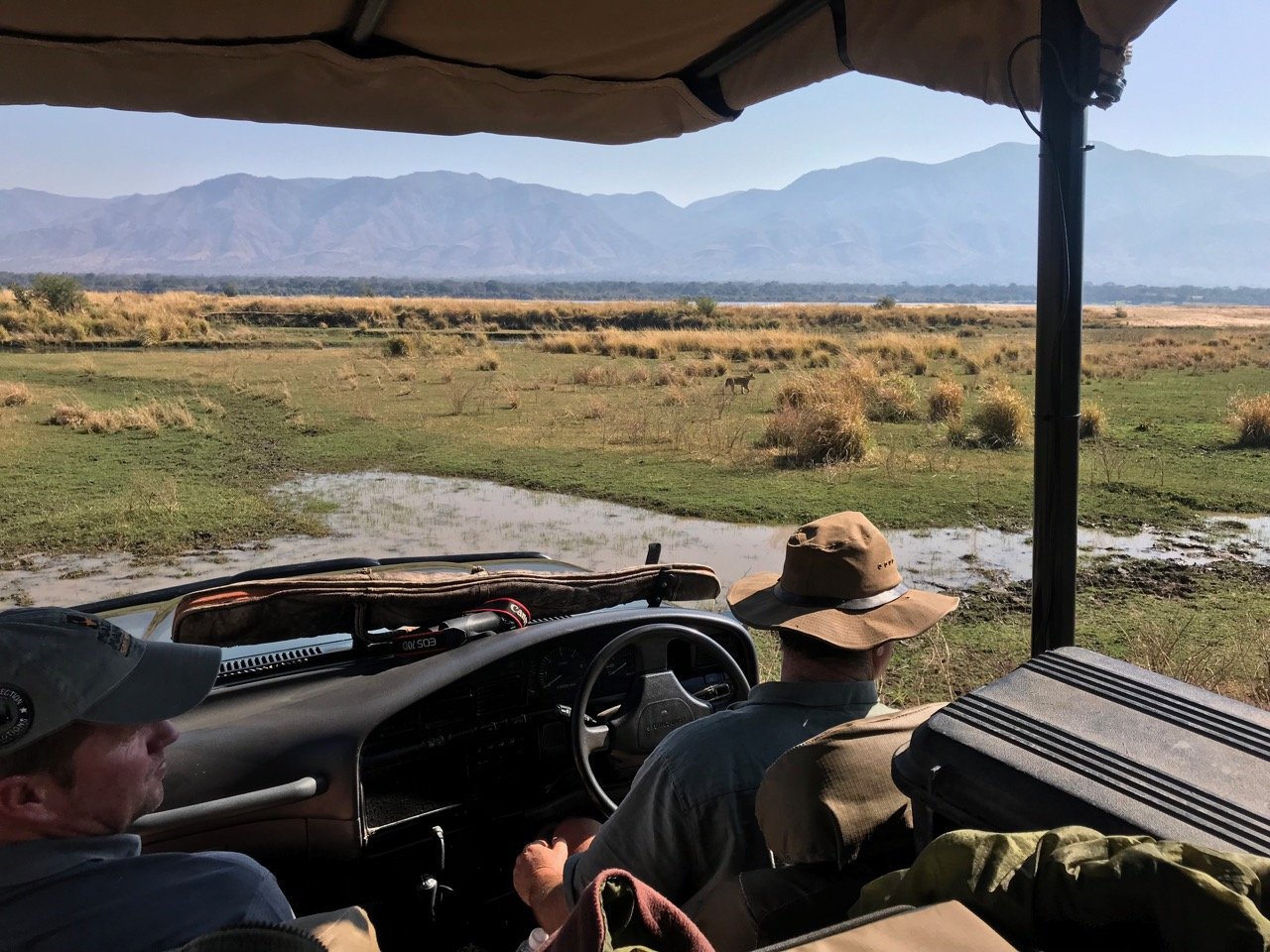 On safari in Mana Pools, where walking with the wildlife is also possible.