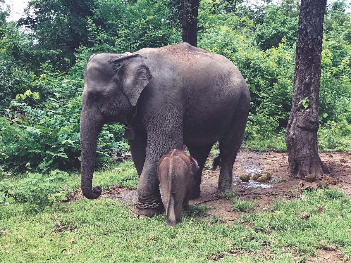 The endangered Asian elephant is a common target of poachers.