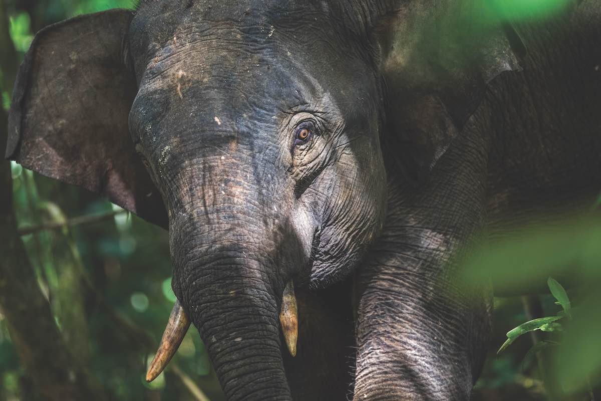 Sumatran elephants are under attack by poachers who sell their skin and ivory in illegal markets around the globe.