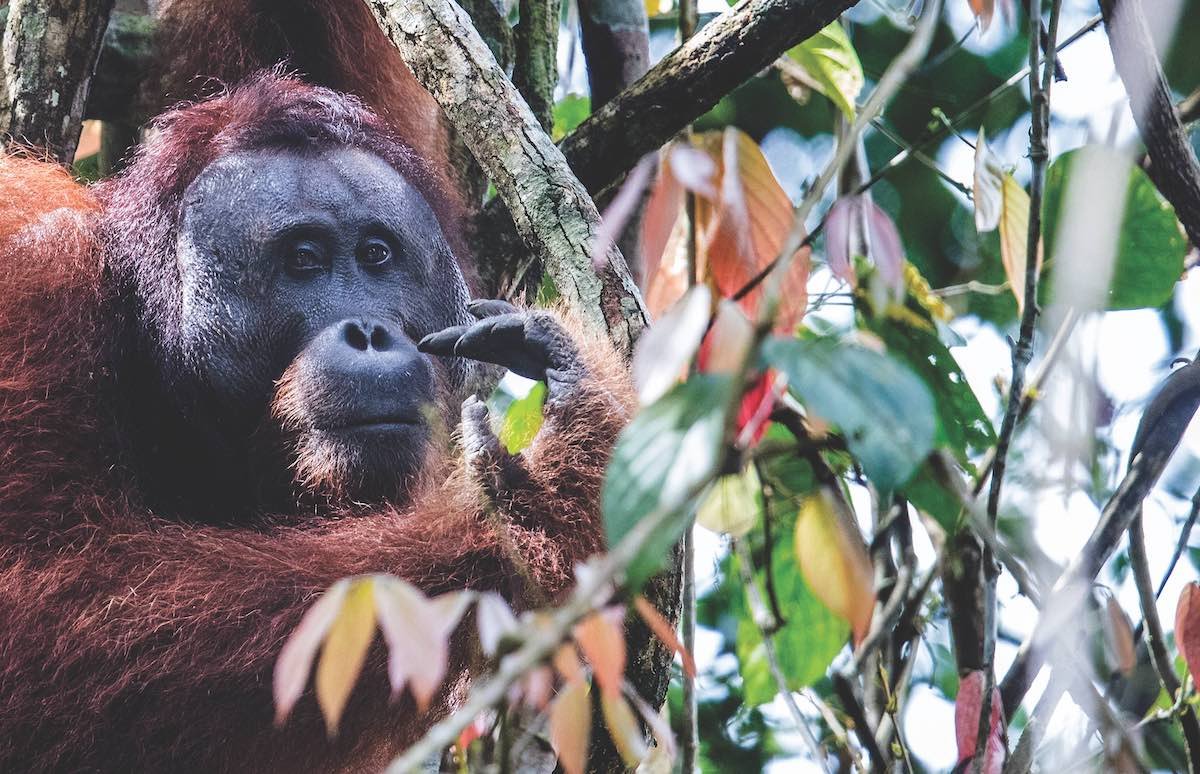 Sumatran orangutans require protected wild spaces to survive.