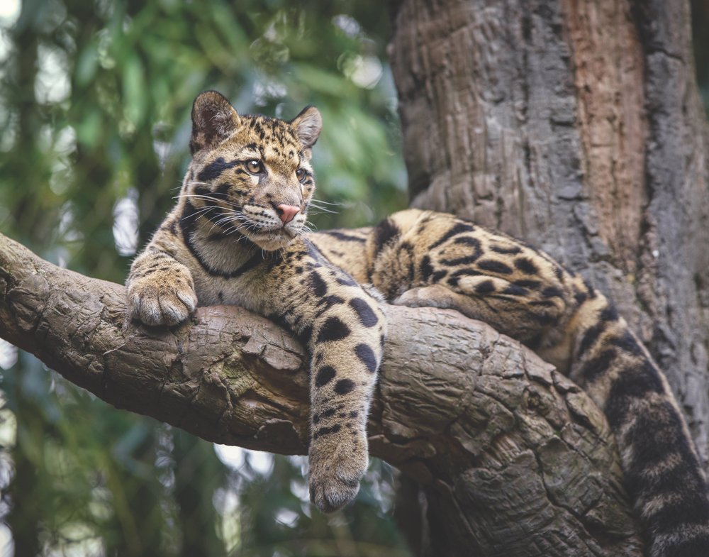 Clouded leopards and other large mammals are under attack in the Cardamoms.