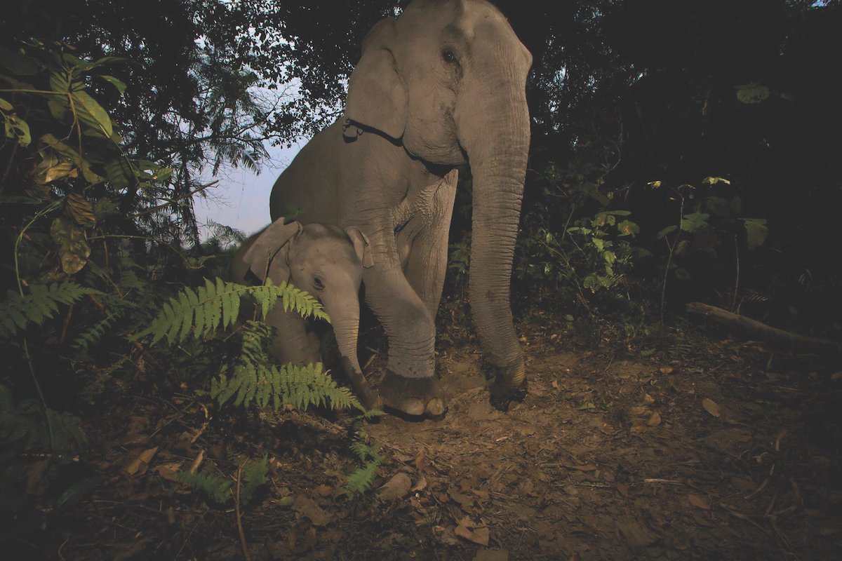 In the Cardamoms, baby elephants are often the victims of poacher's snares intended for adult animals.