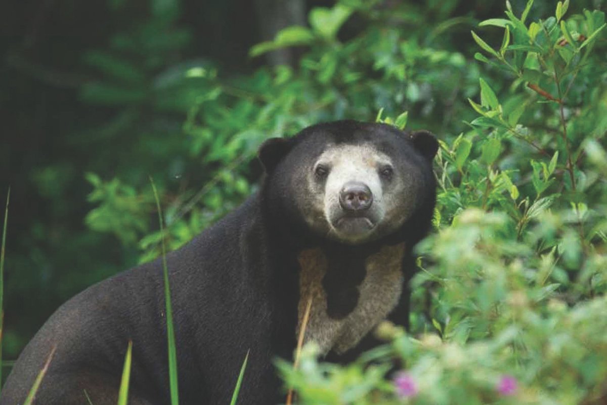 Sun bears are one of the threatened species that call the Cardamom Mountains home.