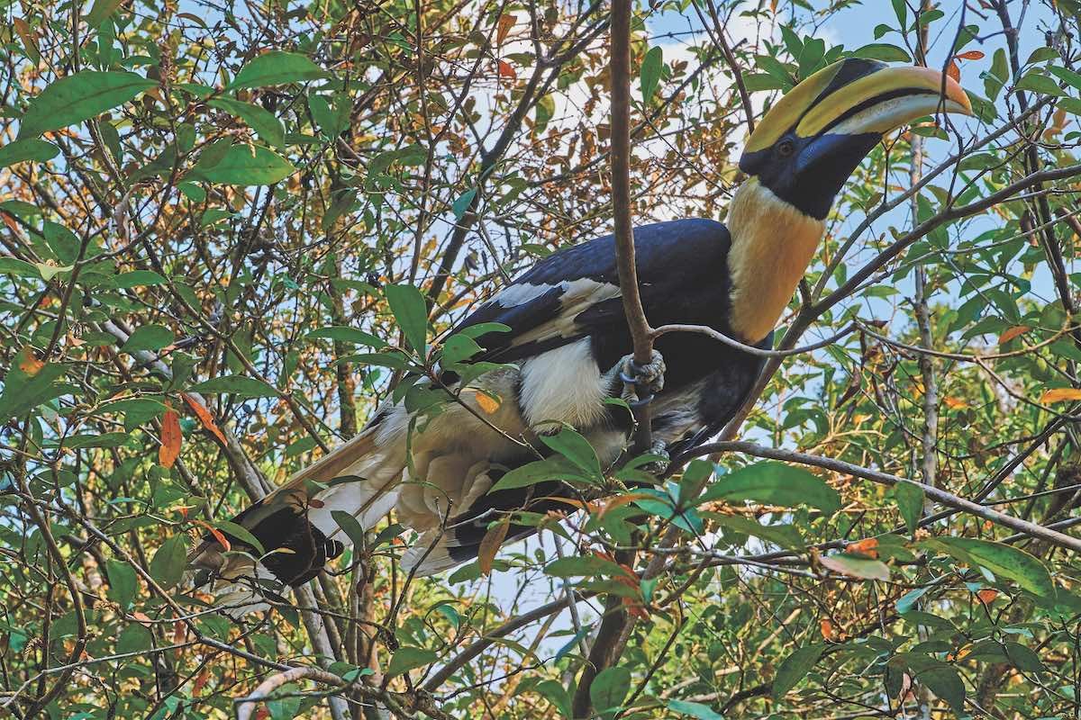 Deforestation threatens wildlife like this hornbill in the Cardamom Mountains.