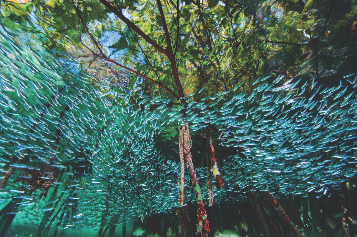 Mangrove roots provide a haven for this school of silversides.