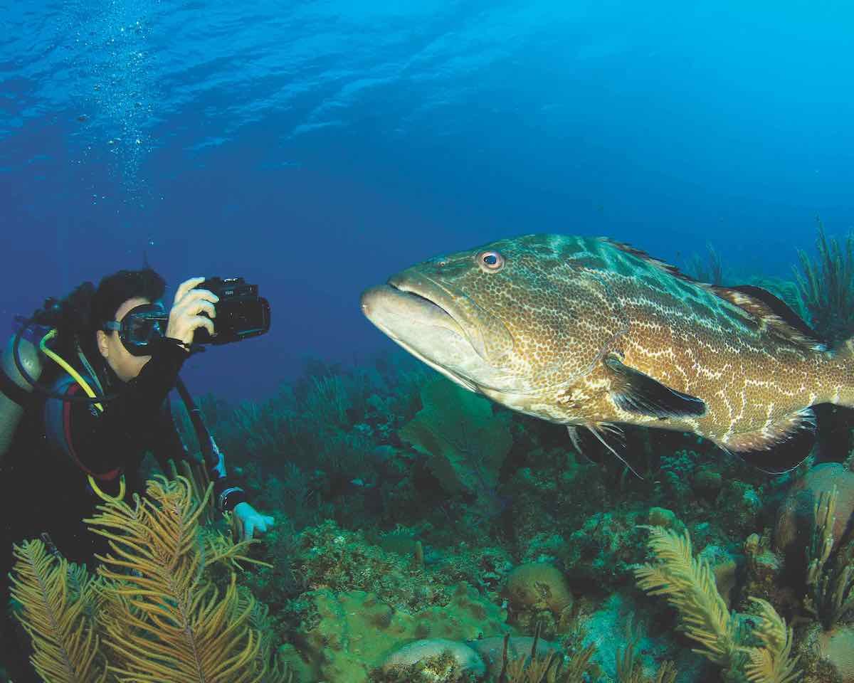 The iconic giant grouper is one of the most charismatic and important species for marine tourism in Jardines de La Reina.