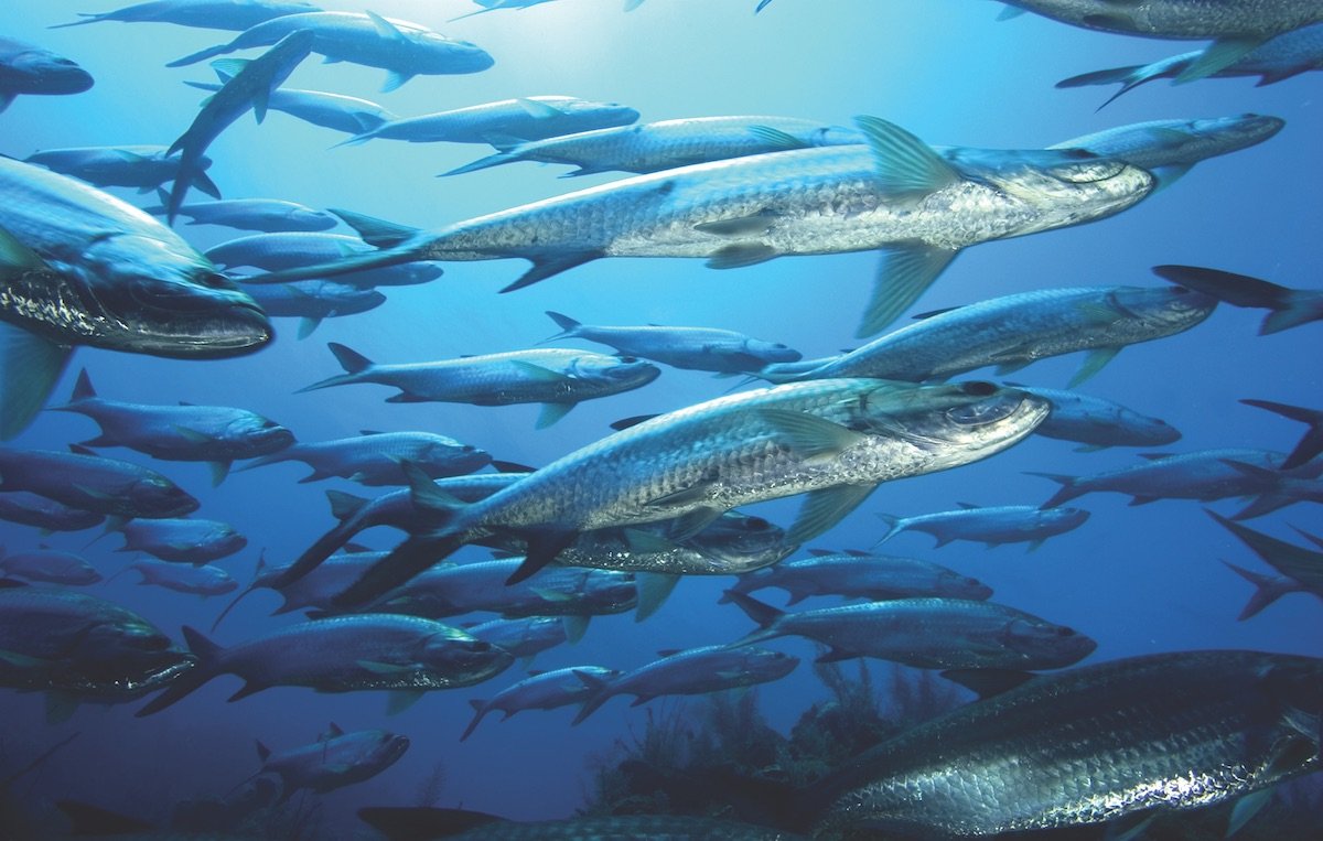 This school of tarpon can support many animals higher on the food chain.