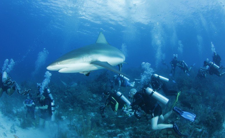The opportunity for close encounters with marine megafauna make Jardines de la Reina a prime scuba diving destination.