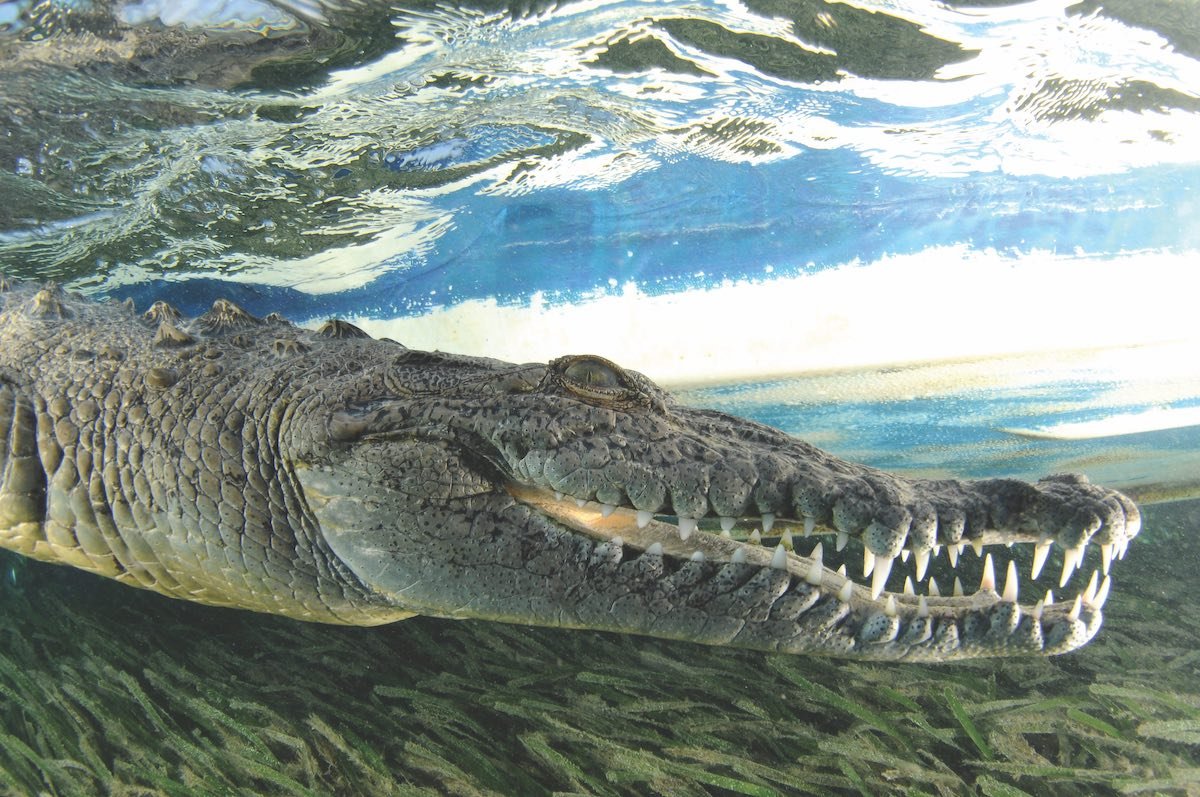 Enormous American crocodiles live among Jardines de la Reina's mangroves.