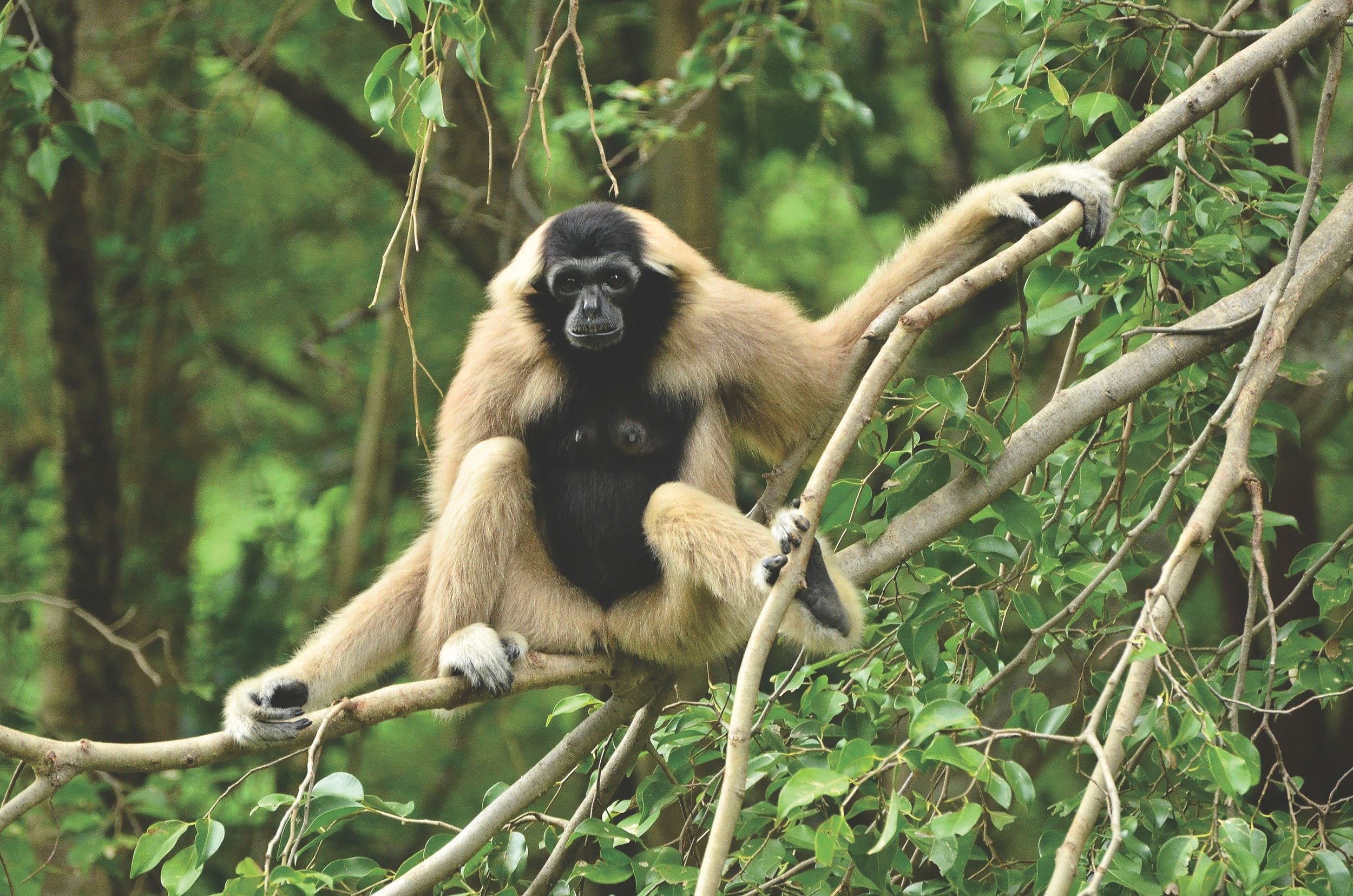 The crowned gibbon is one of many threatened species in Thap Lan National Park.