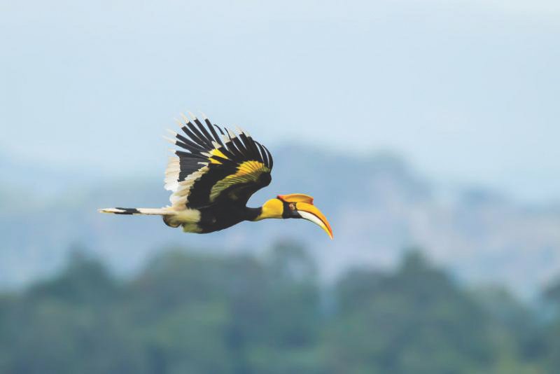 A great hornbill is a target for poachers, who sell their beaks as trinkets.