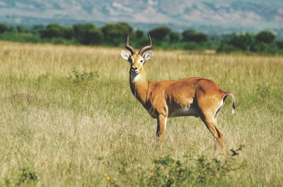 Uganda kob is one of several endangered species that call Murchison Falls NP home.