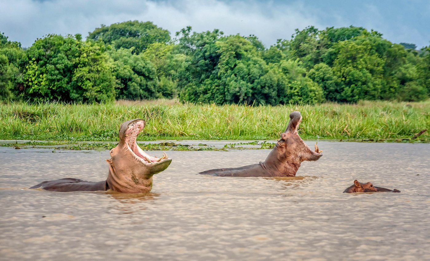 The hippopotamus is endangered in Uganda. The wetlands of Murchison Falls NP provide important habitat for this large herbivore.