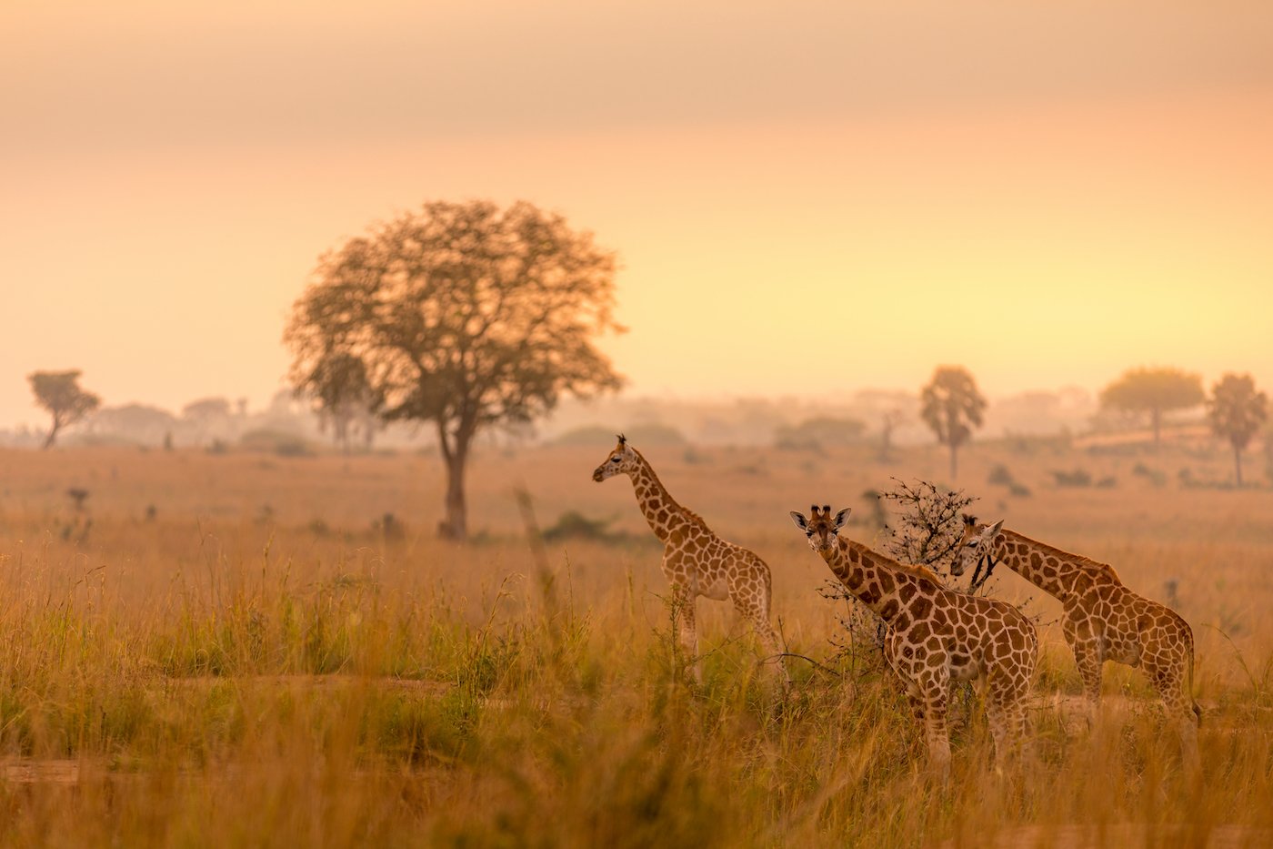 75% of all Rothschild's giraffes live in Murchison Falls National Park.