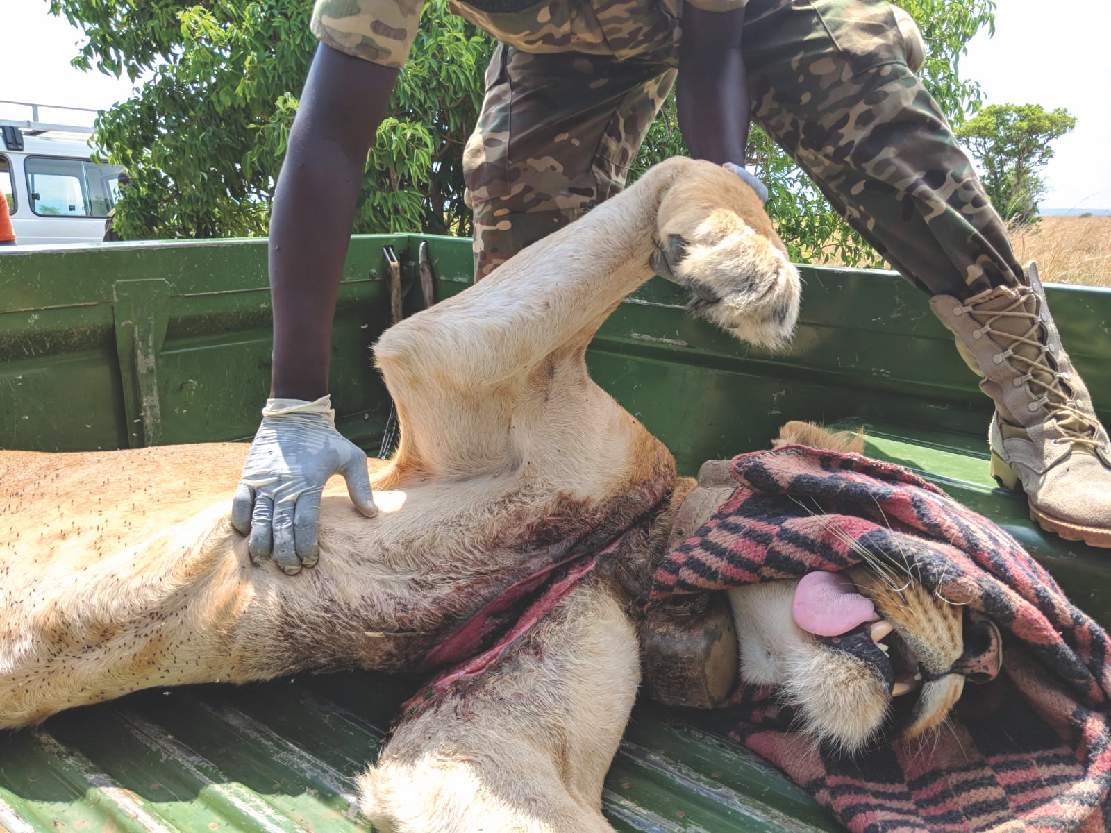 Rangers treat a sedated lion with a severe snare wound across its chest.