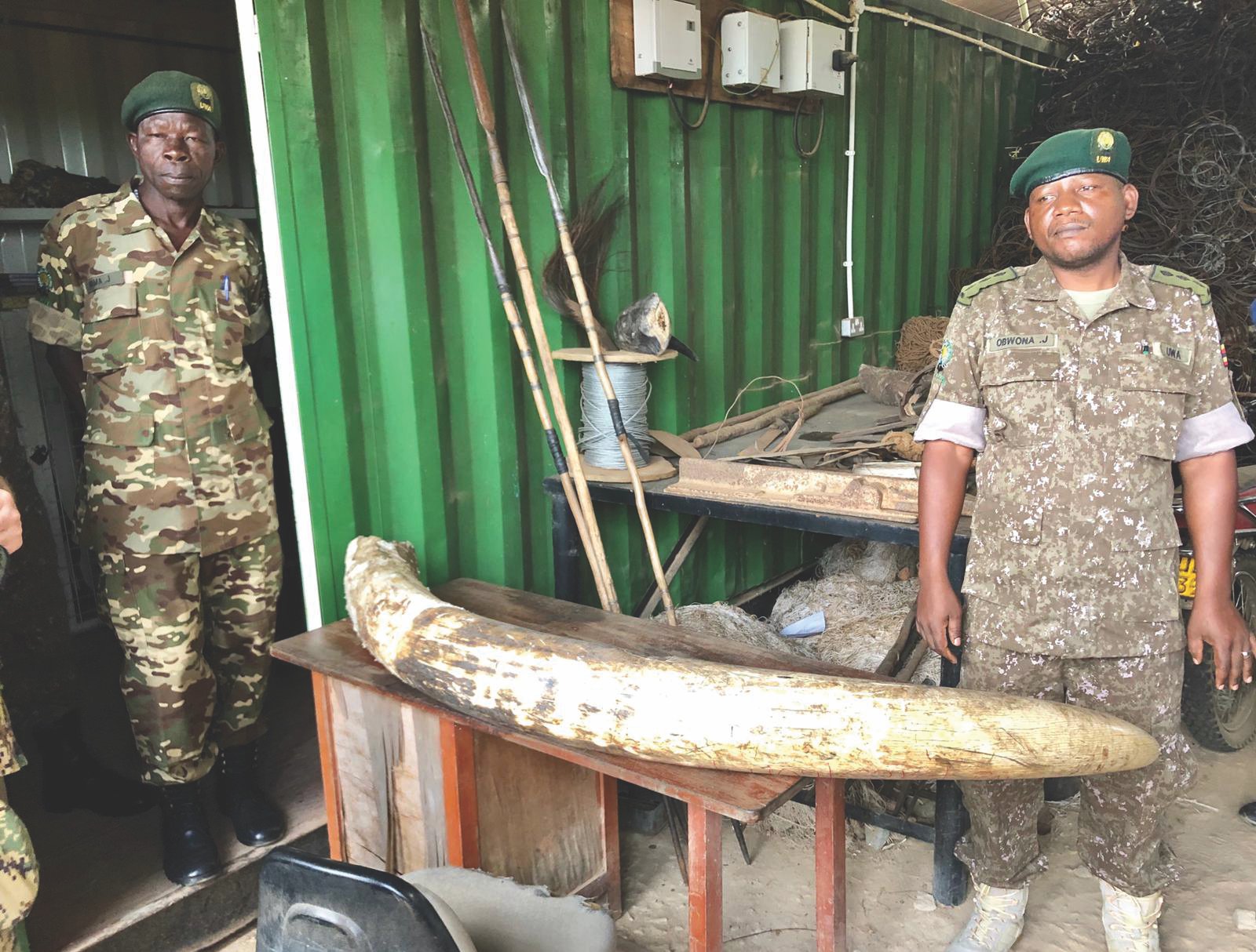 Elephant tusks are frequently confiscated from poachers.